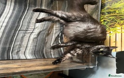 Maine Coon cats for sale: Maine coons kittens  - Image 7