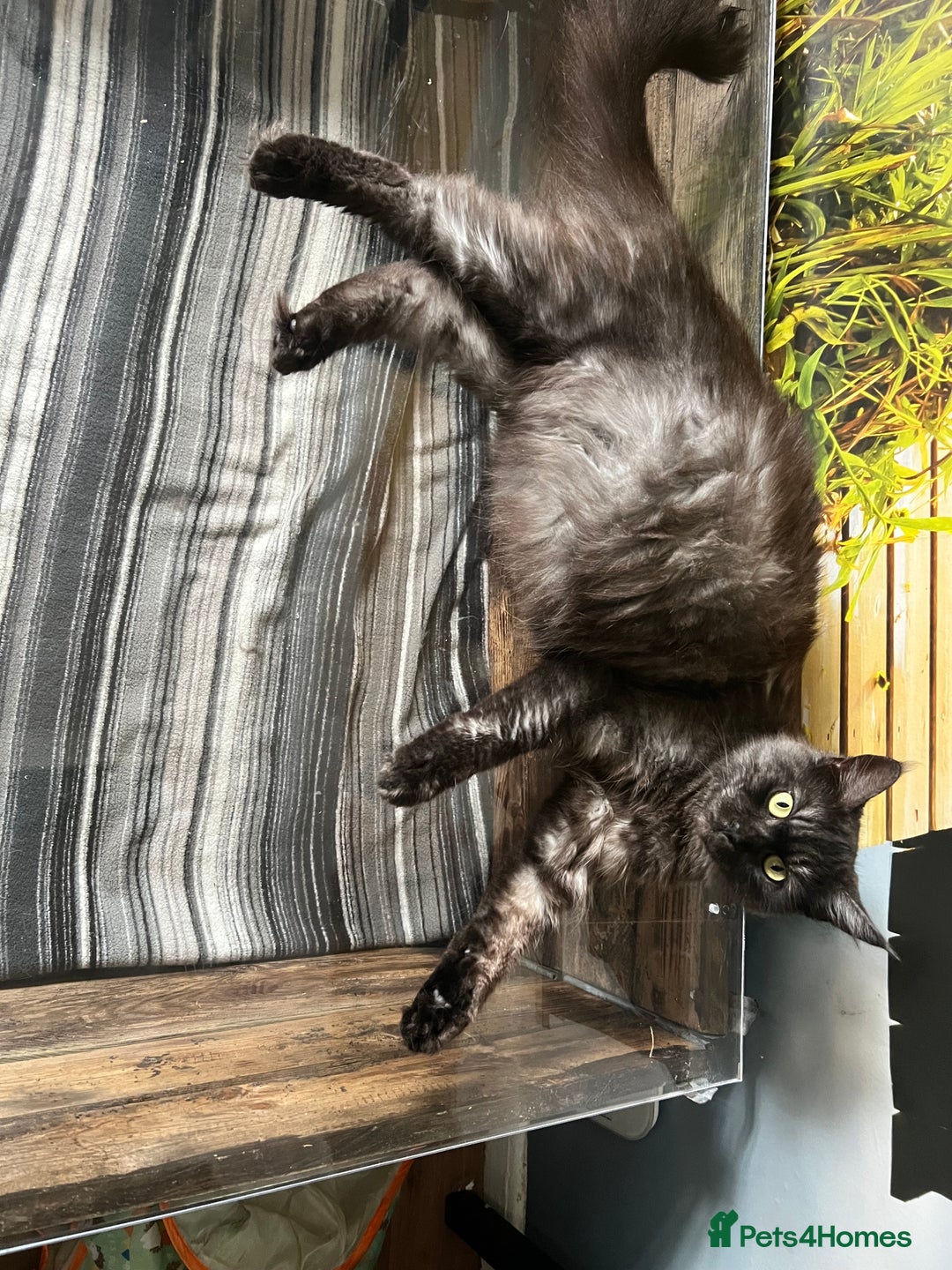 Maine Coon cats for sale: Maine coons kittens  - Image 7