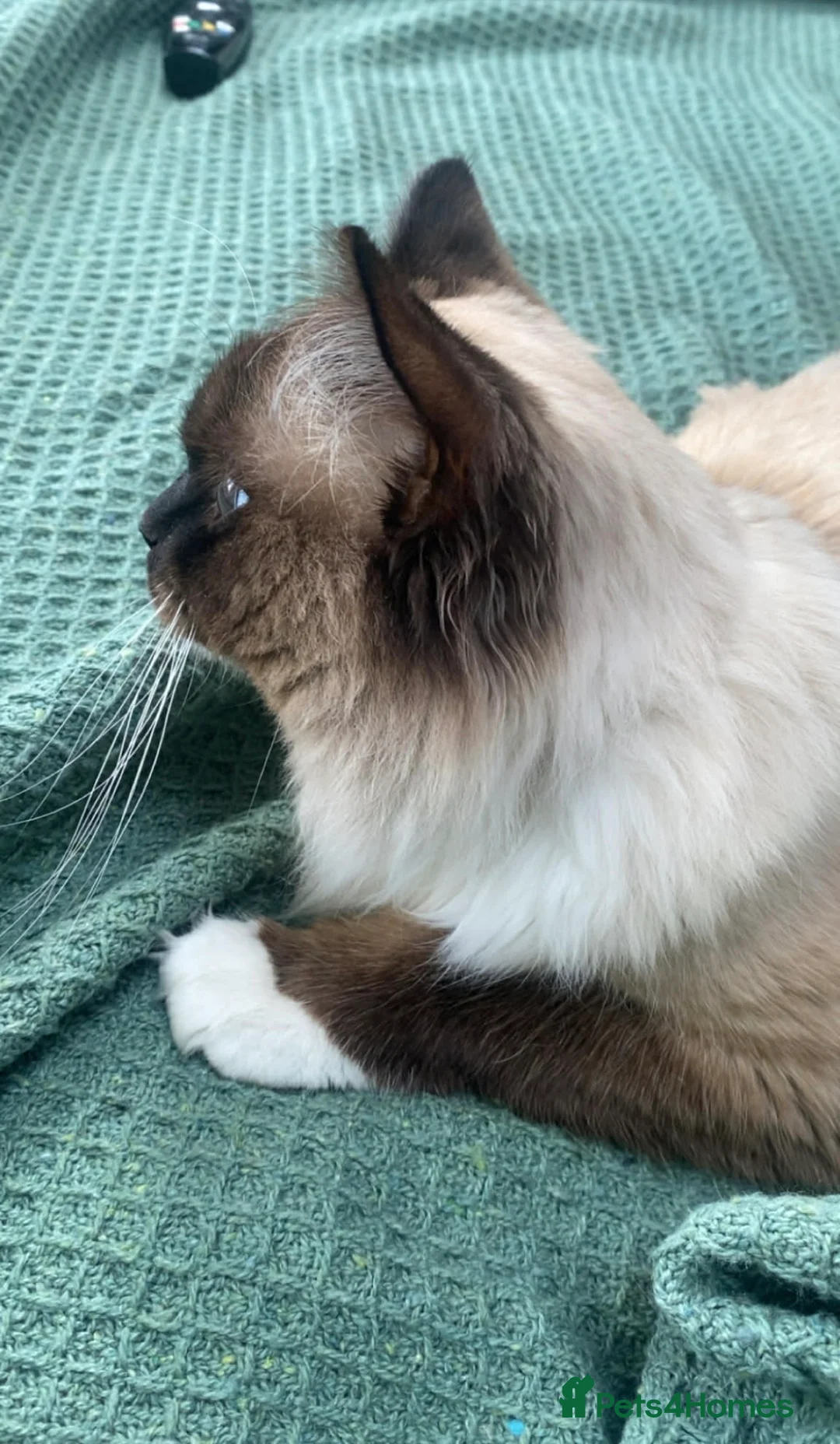 Ragdoll cats for sale: Beautiful 16 month male ragdoll in Eastleigh - Advert 2