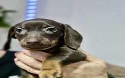 Dachshund dogs for sale: Miniature dachshund puppies for sale - Image 11