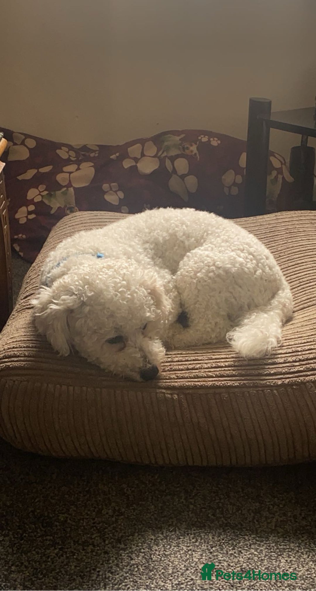 Bichon Frise dogs for sale: 🐾 Bichon Frise Seeking a Loving,Calm Forever Home - Advert 2