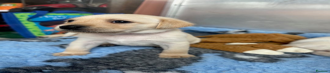 Labrador Retriever Puppy 1