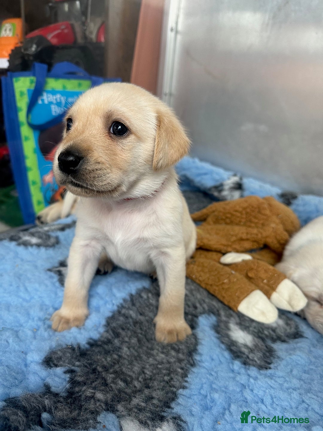 Labrador Retriever dogs for sale: Stunning Working bred yellow Labs Raised in home - Image 13