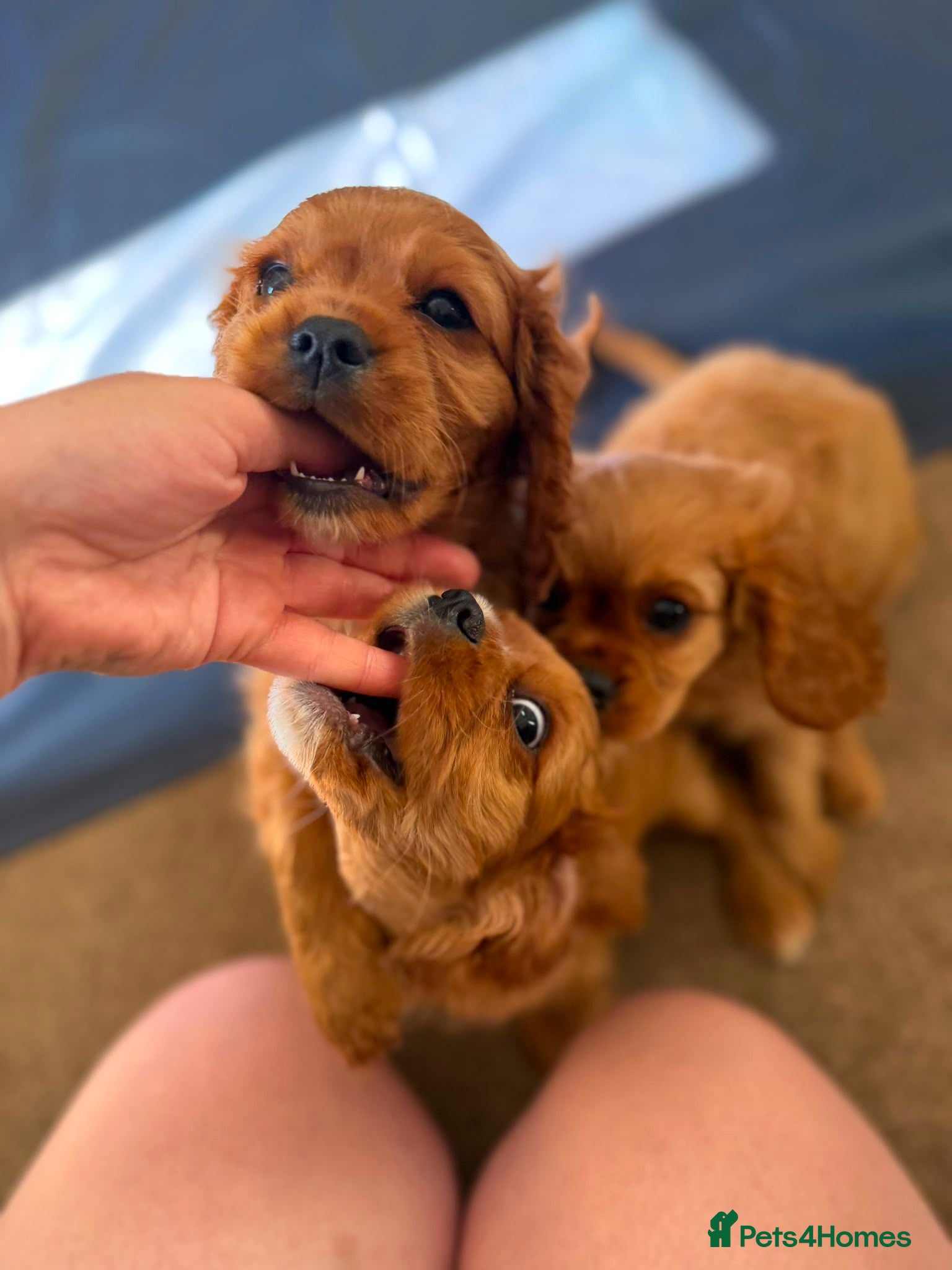 Cavalier King Charles Spaniel dogs Ruby Cavalier King Charles Spaniel puppies £1,000 - Advert 1