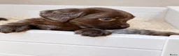 Cockapoo dogs for sale: Super Quality Cockerpoos  - Advert 19