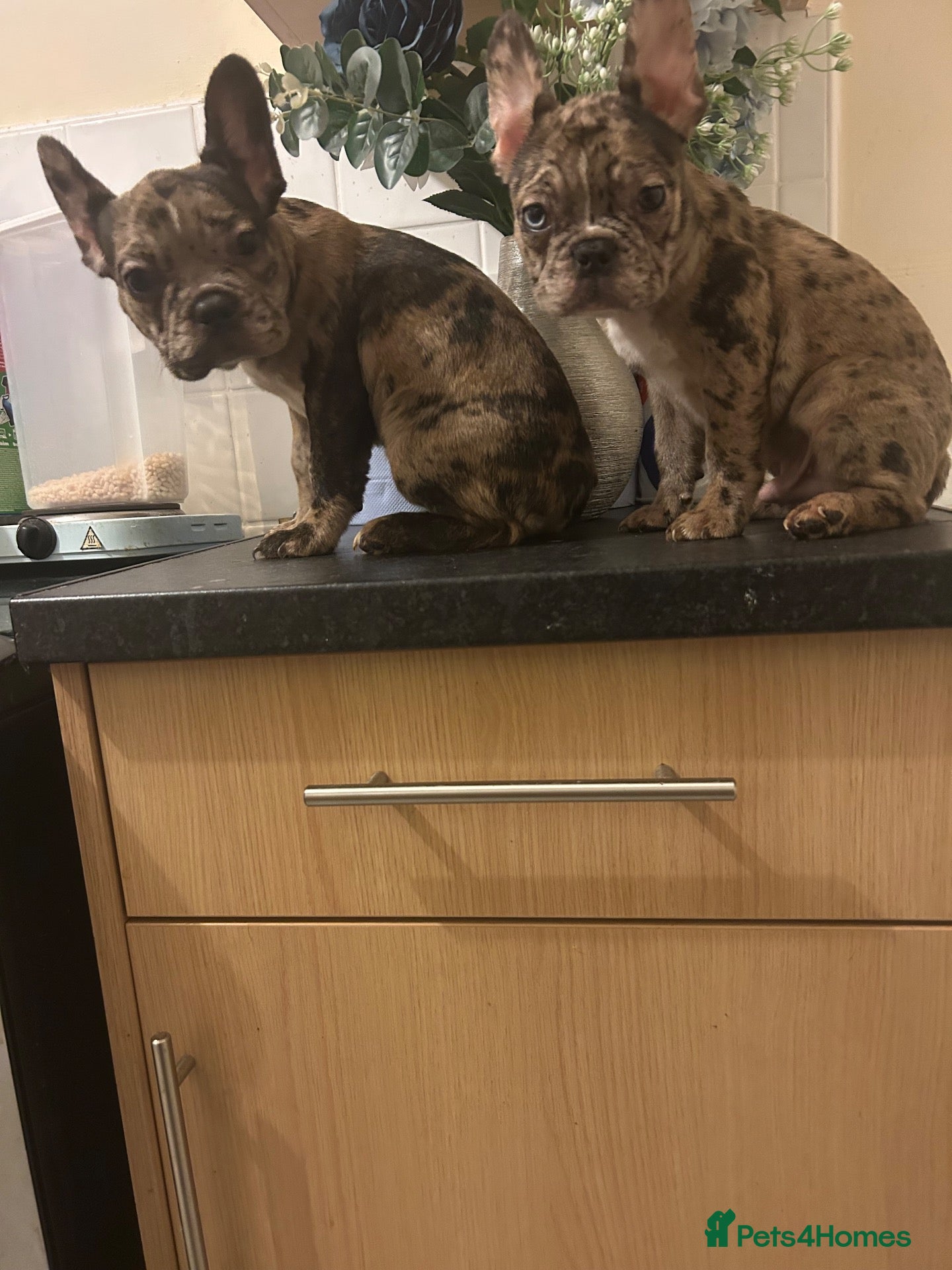 French Bulldog dogs French bulldogs for sale  - Advert 1