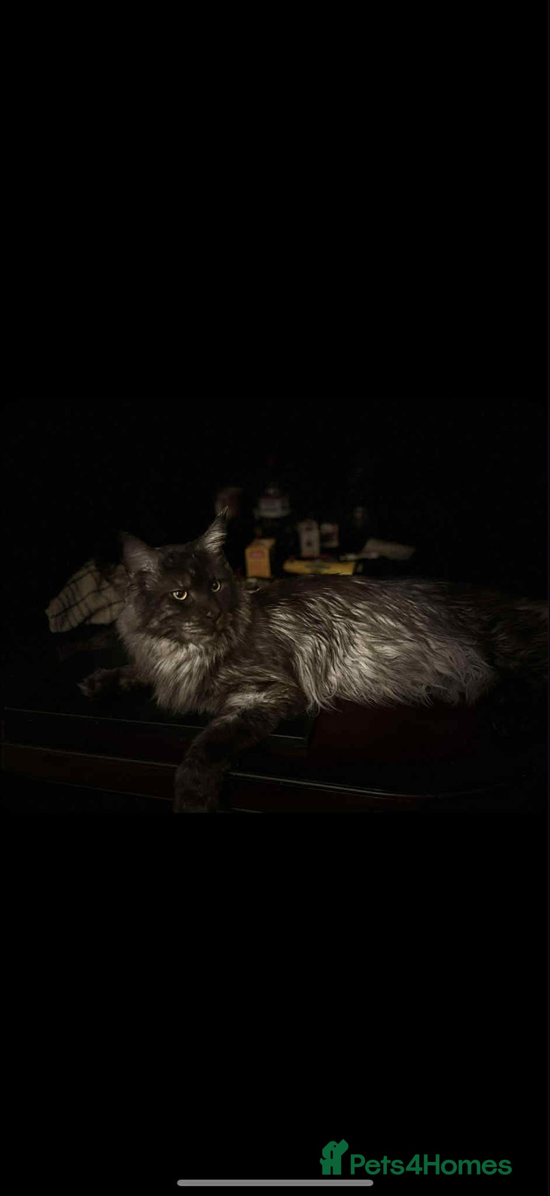 Maine Coon cats for sale: Blue smoke boy neuted - Image 4
