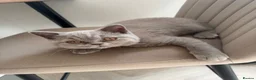 British Shorthair cats for sale: British short hair grey boy male 13 weeks old  - Advert 4