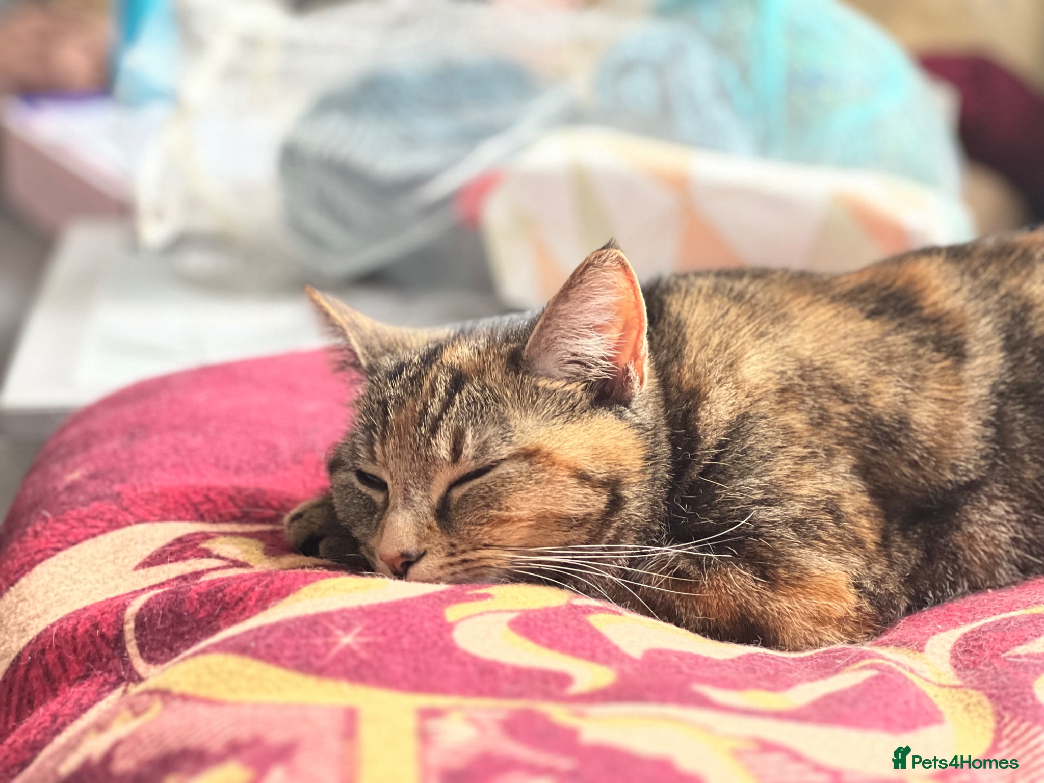 Domestic Shorthair cats 4 Year Old Female Needs a New Home - Advert 21