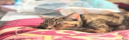 Domestic Shorthair cats for sale: 4 Year Old Female Needs a New Home - Advert 1