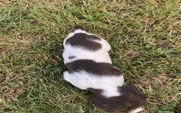Sprocker dogs for sale: Sprocker puppys  - Image 3