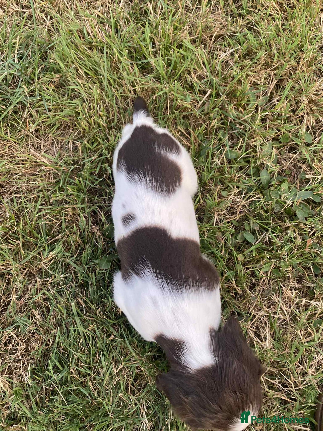 Sprocker dogs for sale: Sprocker puppys  - Image 3