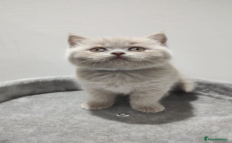 Scottish Fold cats - Advert 11