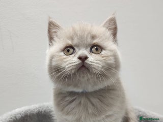 Scottish Fold cats - Advert 3