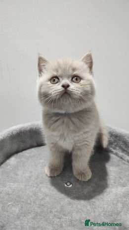 Scottish Fold cats - Advert 1