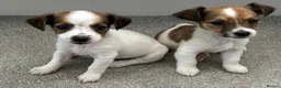 Jack Russell dogs for sale: READY NOW  JR pups  - Advert 15