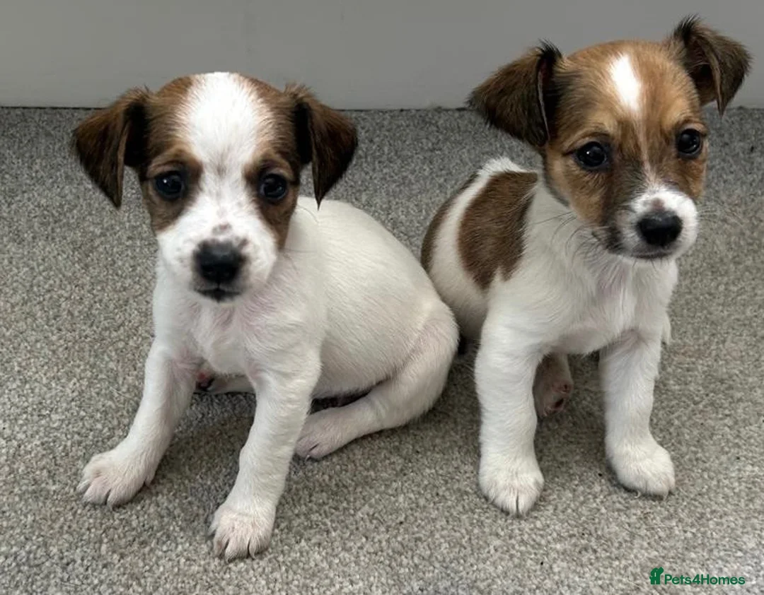 Jack Russell dogs for sale: READY NOW  JR pups  - Advert 15
