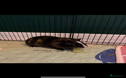 Guinea Pig rodents for sale: 2 x Male Guinea Pigs - Image 2