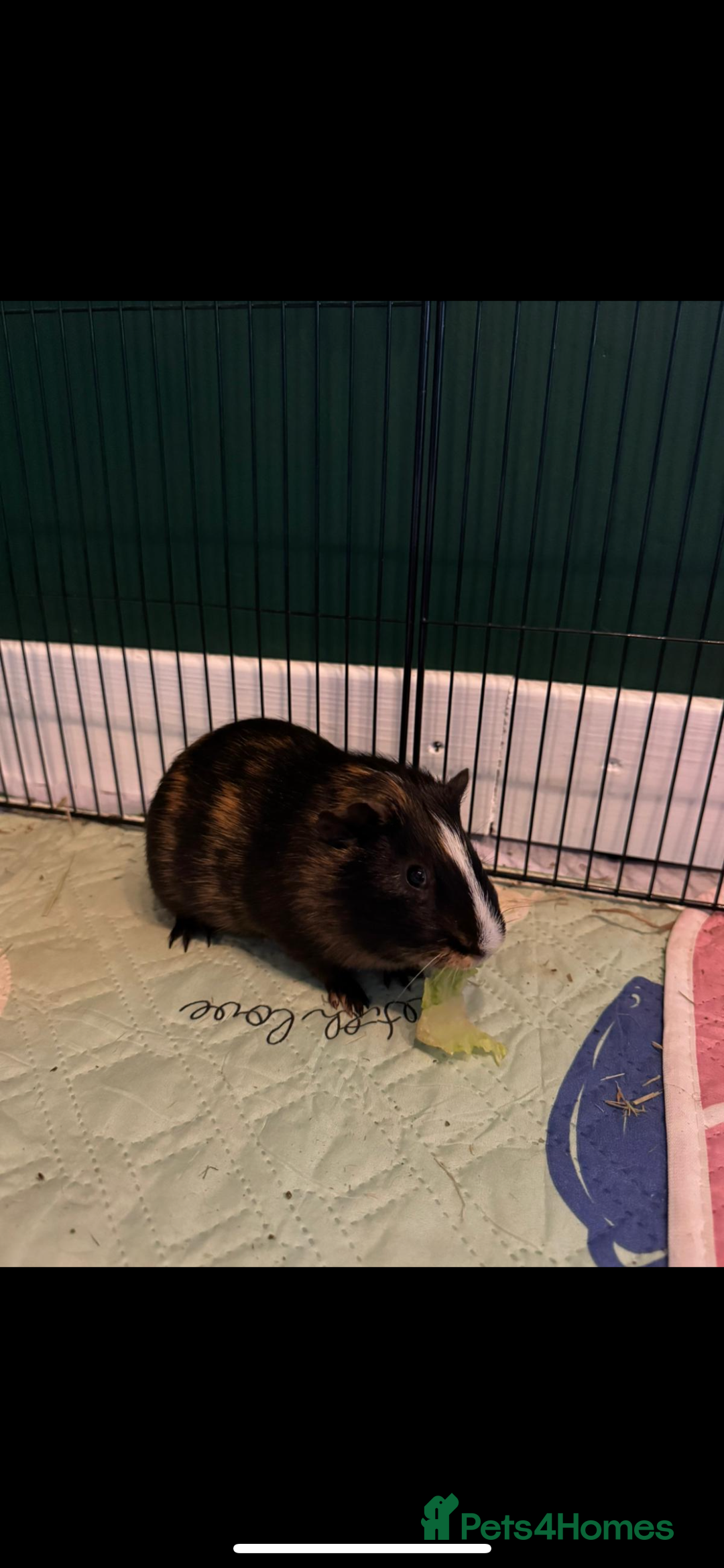 Guinea Pig rodents for sale: 2 x Male Guinea Pigs - Image 2