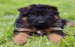 German Shepherd dogs for sale: 🐾🖤 Top-Quality Purebred German Shepherd Puppies - Image 13