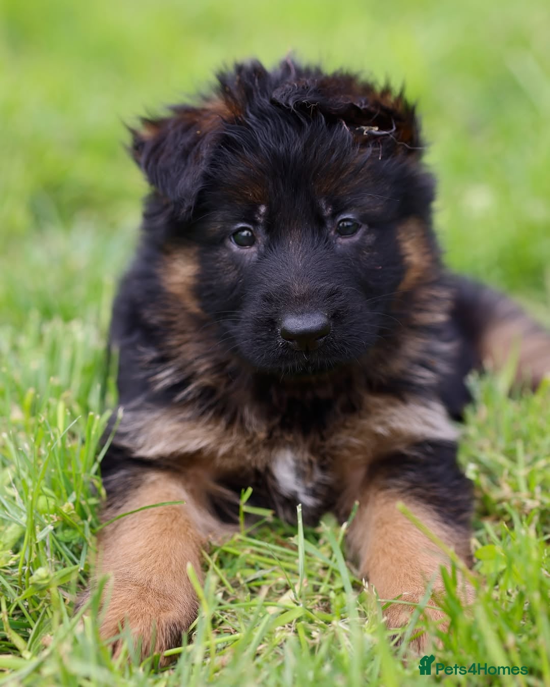 German Shepherd dogs for sale: 🐾🖤 Top-Quality Purebred German Shepherd Puppies - Image 13