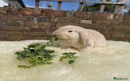 Mini Lop rabbits for sale: Pure Bred Mini Lops For Sale  - Image 7