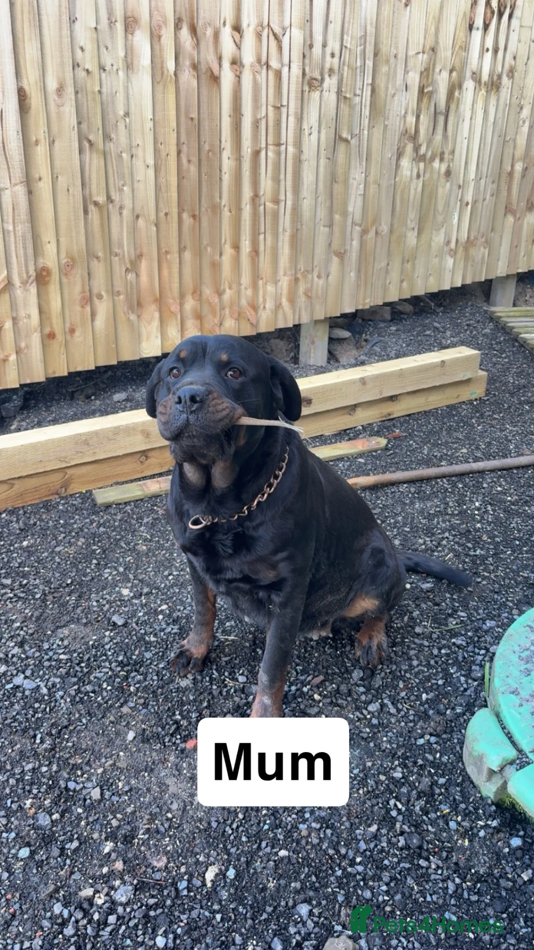 Rottweiler dogs for sale: Rottweiler puppies  - Advert 2