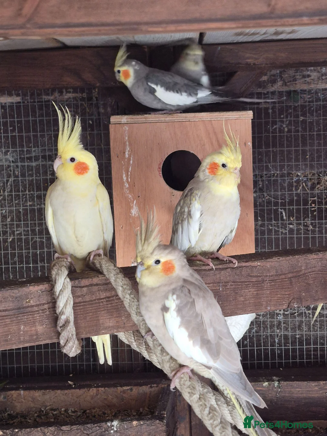 Mixed Breed birds for sale: Birds  - Advert 2