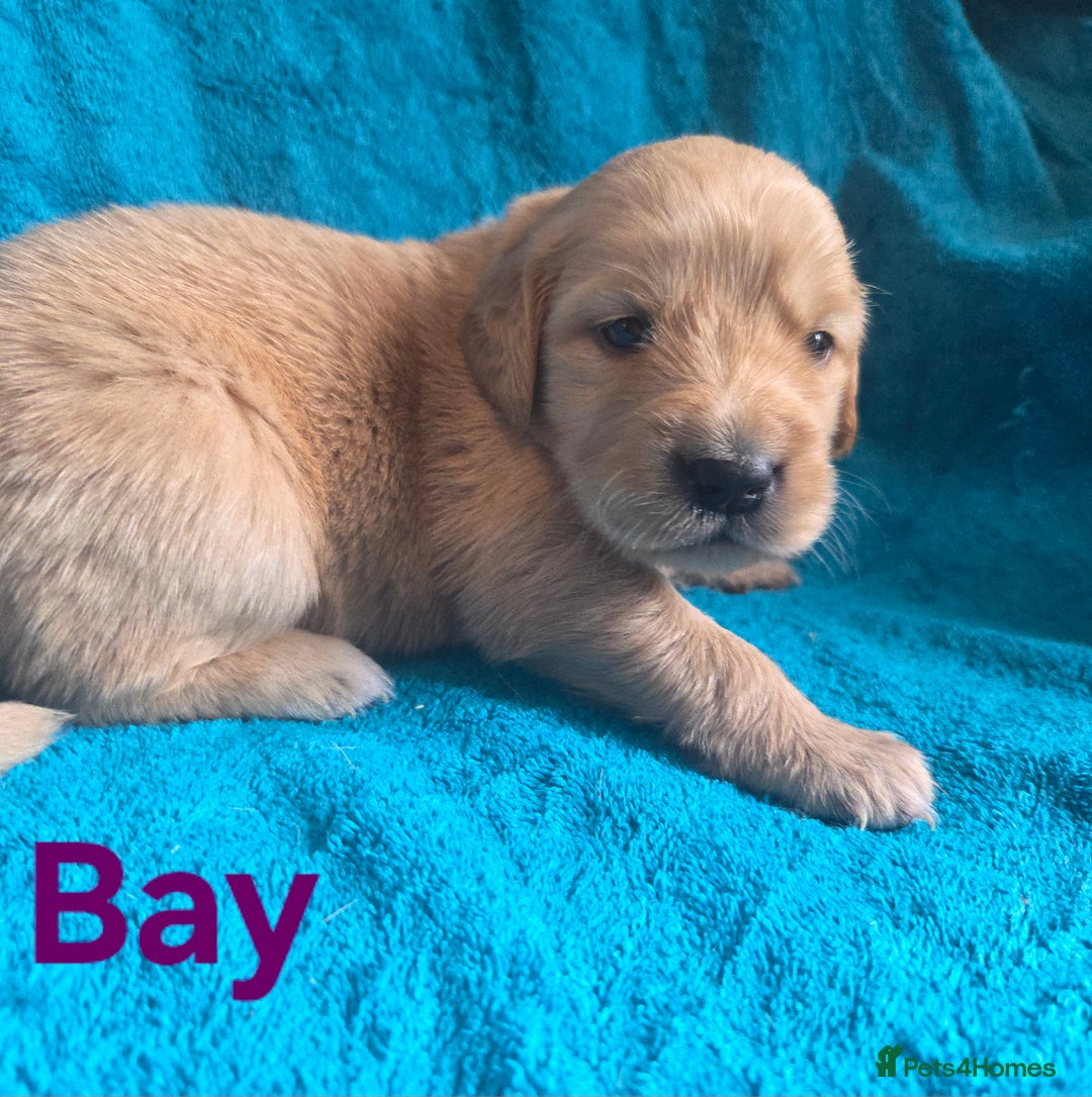 Goldador dogs for sale: Goldador Puppy 5 - Kitanas puppies  - Image 7