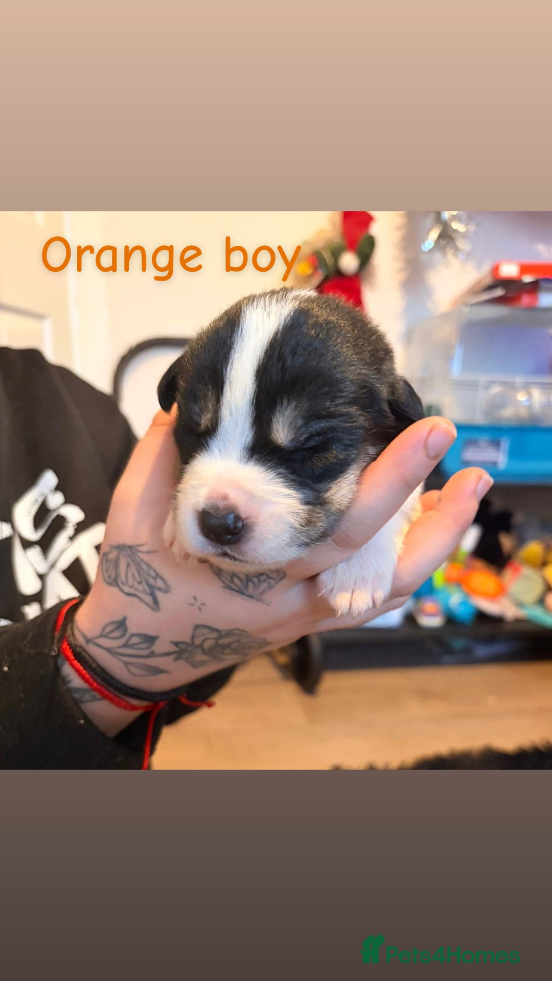 Mixed Breed dogs for sale: Border collie mix pups - Advert 10