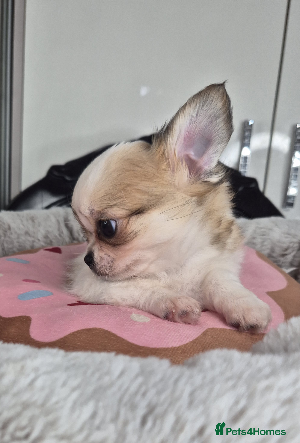 Chihuahua dogs Beautiful Chihuahua boy - Advert 1