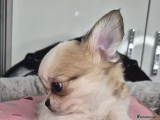 Chihuahua dogs Beautiful Chihuahua boy - Advert 1