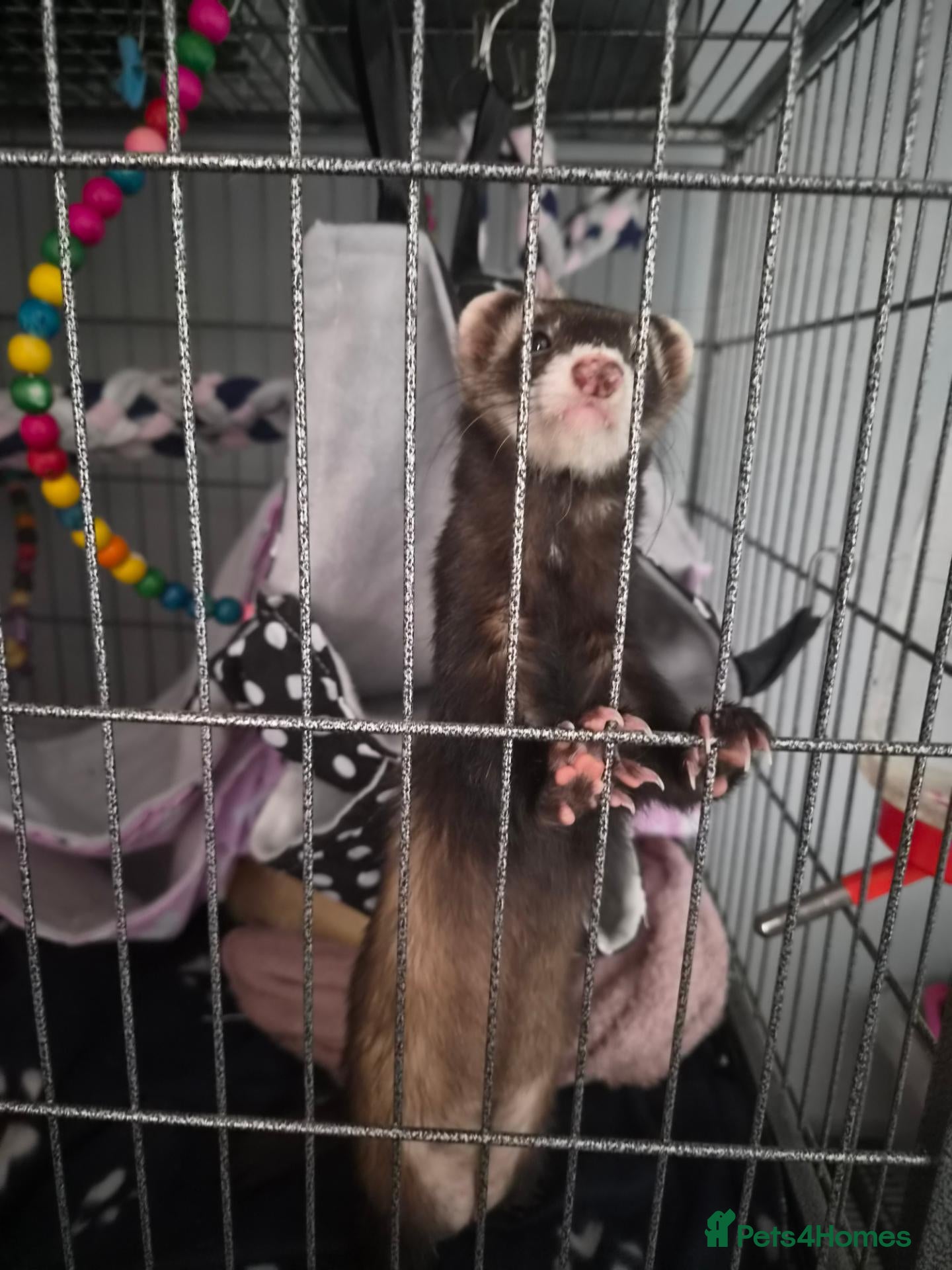 Ferret rodents Both neutered Jill and hob - Advert 15