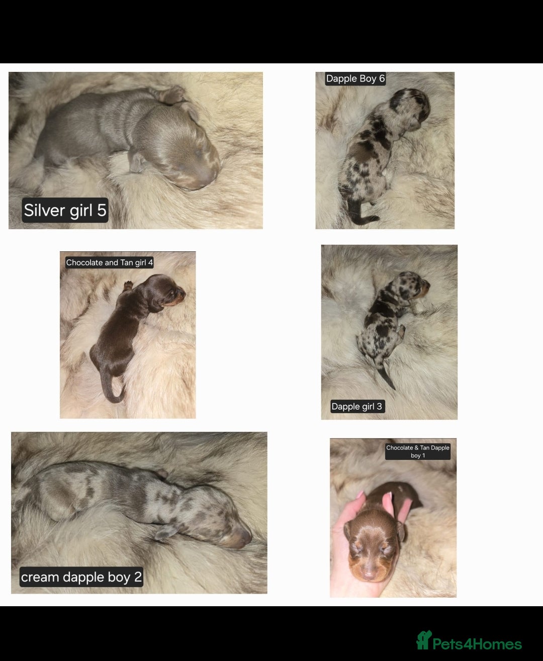 Miniature Dachshund dogs for sale: 👑🐾KC Champion Bloodline Dapples🐾👑 - Advert 3