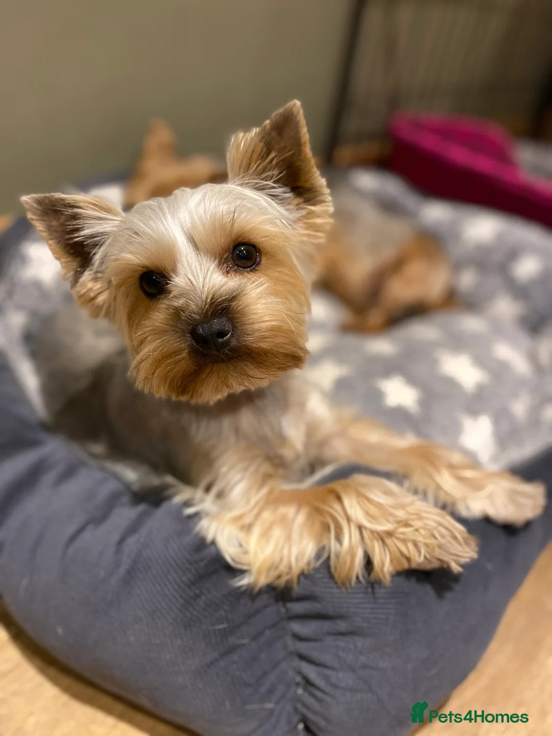 Yorkshire Terrier dogs for sale: KC Reg Female Yorkshire Terrier - Advert 2