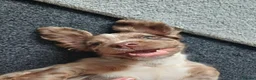 Cocker Spaniel dogs for stud: STUD working cocker spaniel  in Castleford - Advert 5