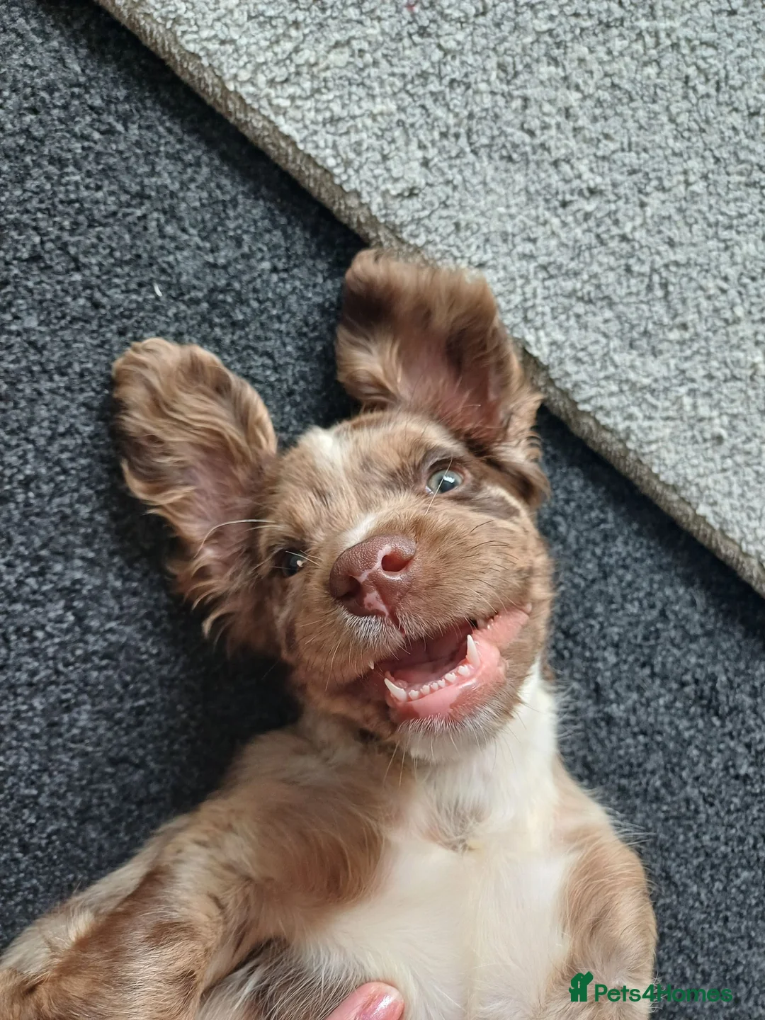 Cocker Spaniel dogs for stud: STUD working cocker spaniel  in Castleford - Advert 5