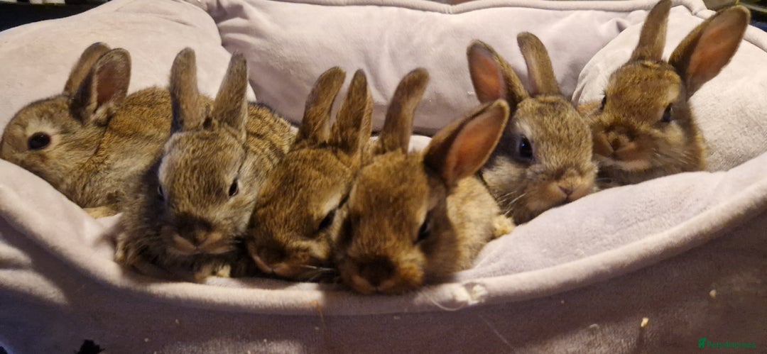 Mixed Breed rabbits for sale:   6 Gorgeous Ginger Male Bunnies for Sale 🐰 - Advert 4