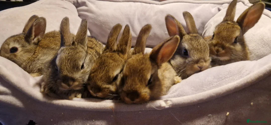 Mixed Breed rabbits for sale:   6 Gorgeous Ginger Male Bunnies for Sale 🐰 - Advert 4