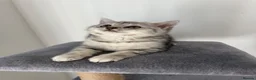 Scottish Fold cats for sale: Beautiful Scottish Straight Silver Tabby Male 🐾🤍 in Barking - Advert 11