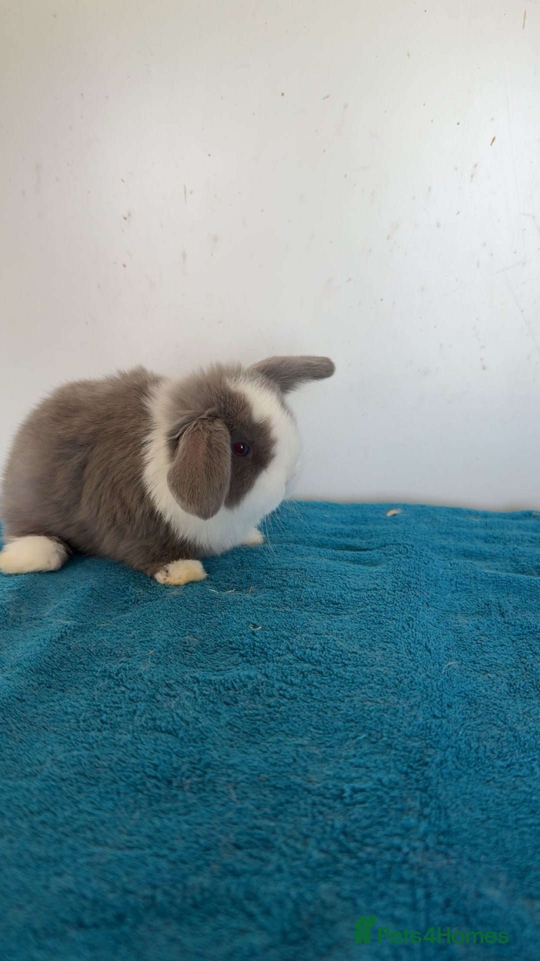 Mini Lop rabbits Pure mini lop rabbits to be reserved  - Advert 5