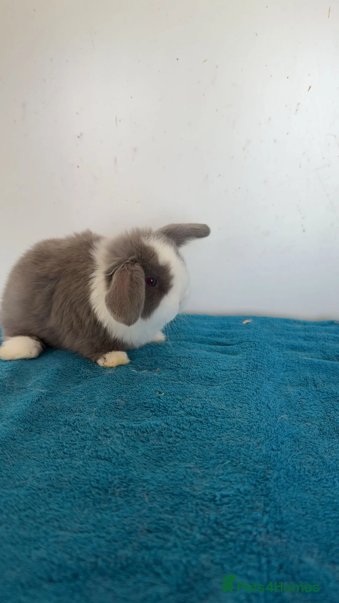 Mini Lop rabbits for sale: Pure mini lop rabbits to be reserved  - Advert 1