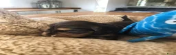 Cocker Spaniel dogs for sale: KC REG SHOW COCKER SPANIEL PUPPIES 🩷💙 - Advert 32