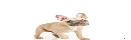 French Bulldog dogs for sale: Beautiful French Bulldog Boy - Advert 2