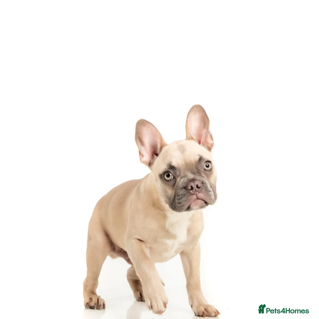 French Bulldog dogs for sale: Beautiful French Bulldog Boy - Advert 2