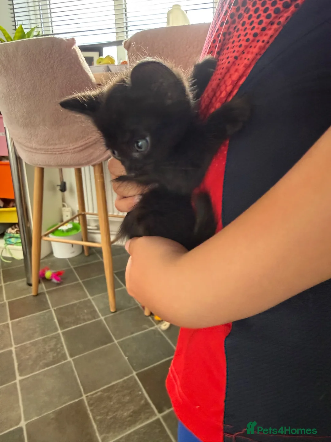 Mixed Breed cats for sale: Kittens for sale in Portland - Advert 2