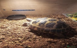 Tortoise reptiles for sale: Tortoise Hermann  - Image 4