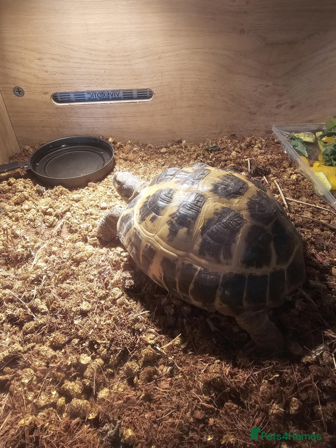 Tortoise reptiles for sale: Tortoise Hermann  - Image 4