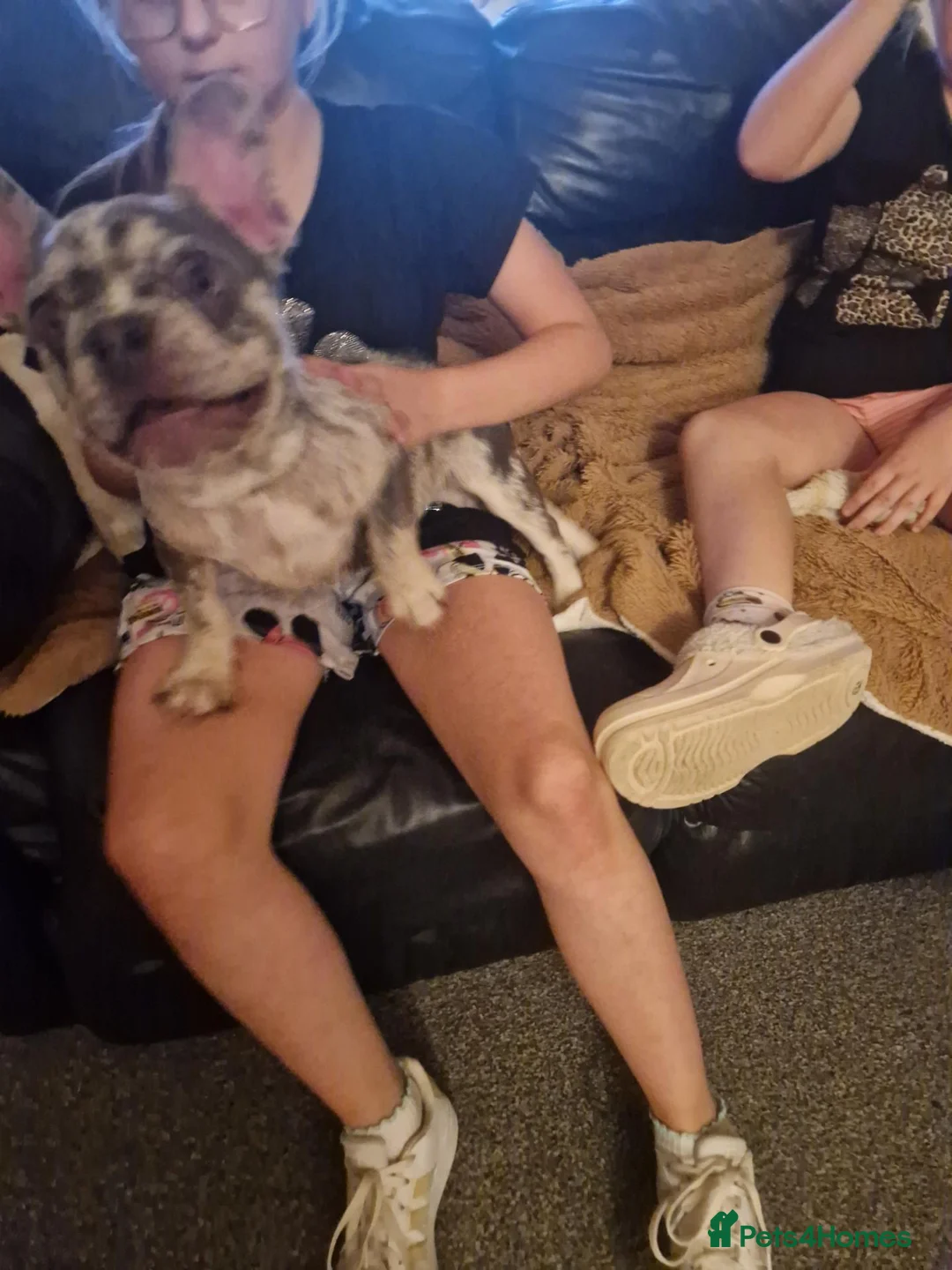 French Bulldog dogs for sale: French bulldog, 1 girl left  - Advert 2
