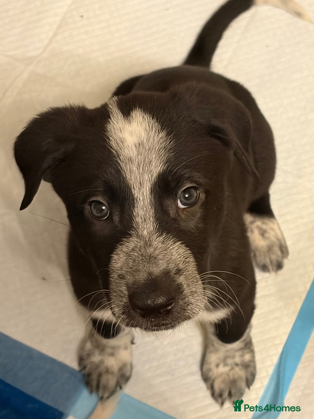 Mixed Breed dogs for sale: 8 beautiful pups for sale - Advert 2